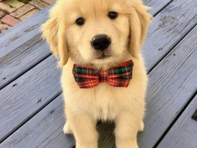 Golden retriever puppies