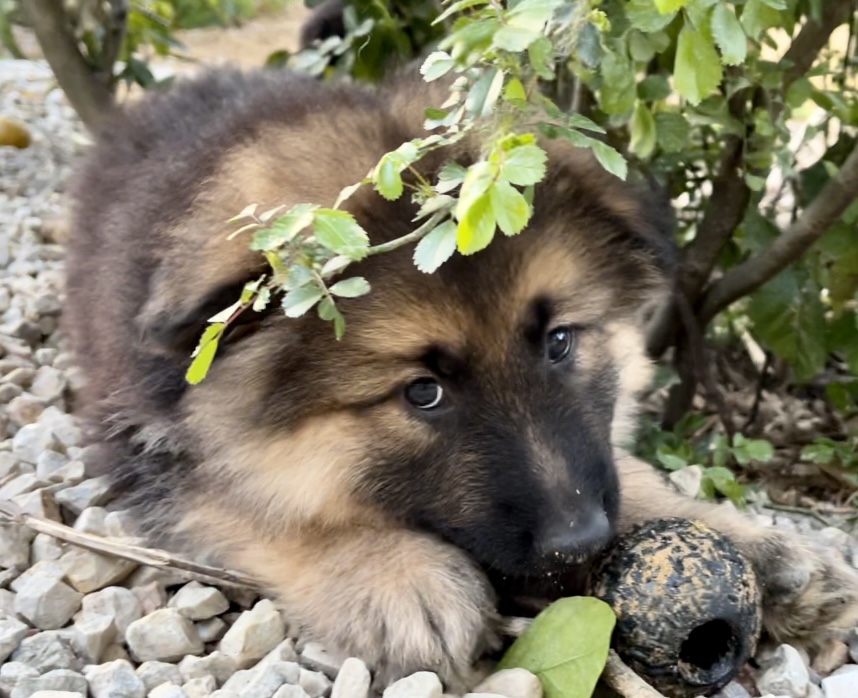 German shepherd Puppies - Pure bred