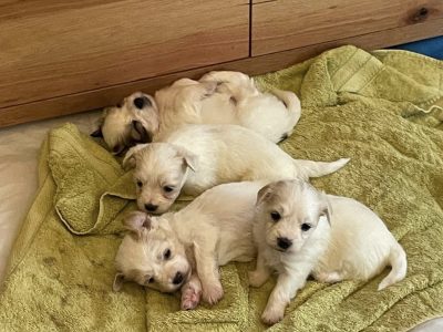 Maltese shih tzu puppies