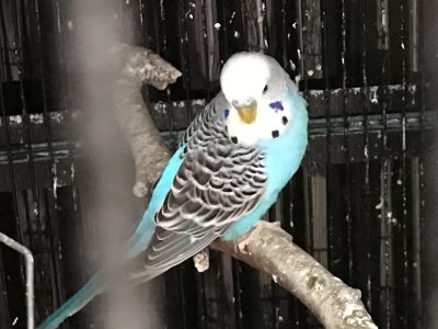 Budgie