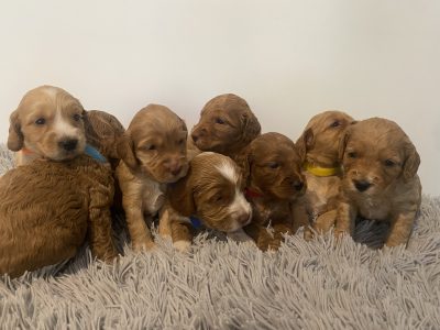 Spoodle F1 puppies