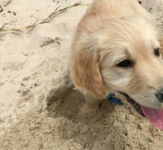 Kiwi – A perfect companion dog (F1 standard groodl