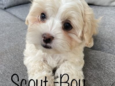 Malshi x Toy Poodle Puppies for sale