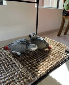 Handraised BABY AFRICAN GREY Parrots (congo)