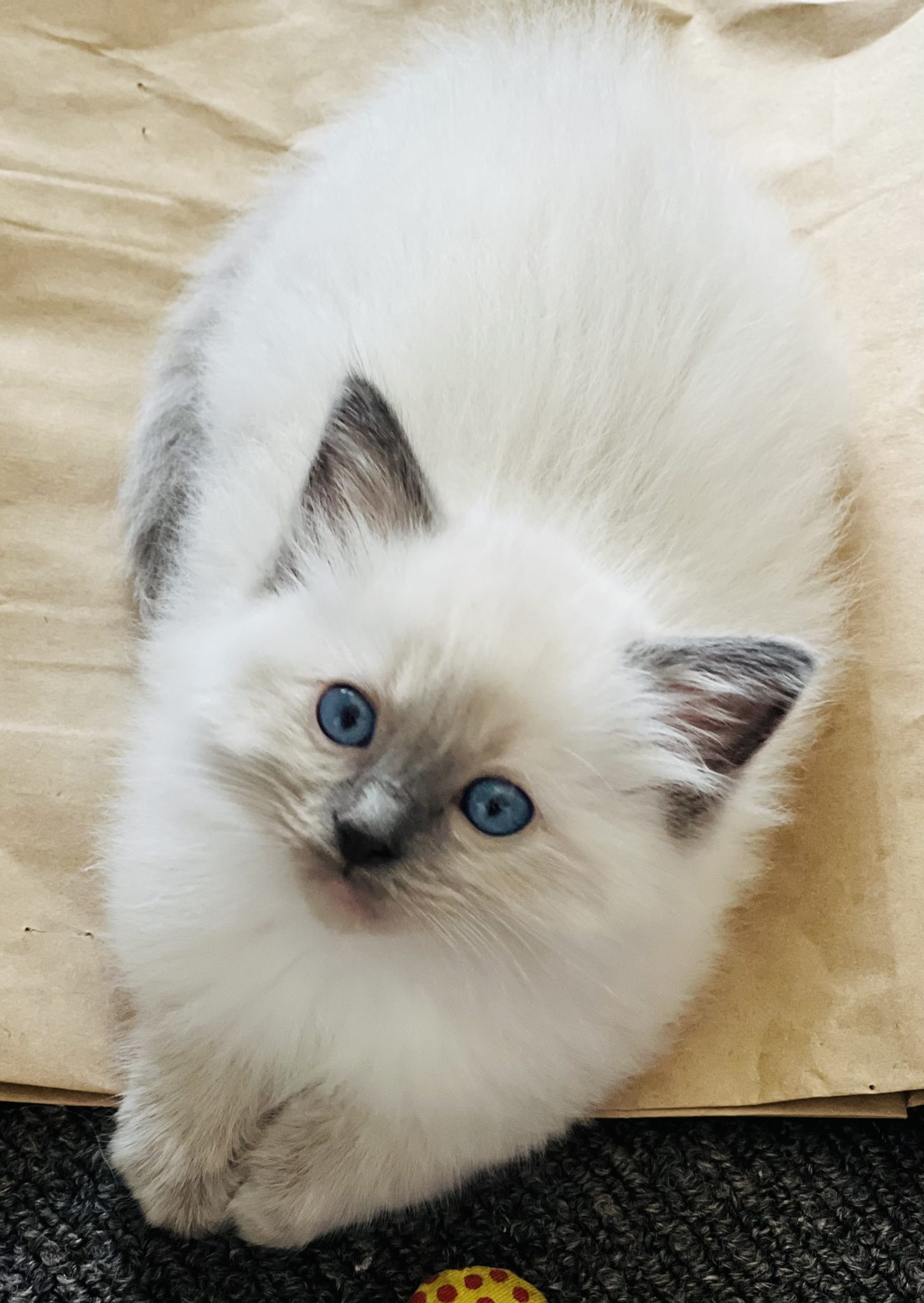 Quality pedigree Ragdoll Kittens for sale