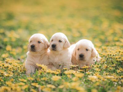 Pure bred golden retriever puppies