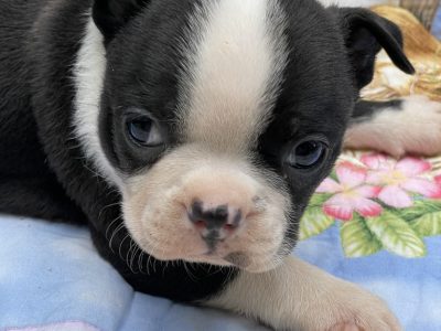 Boston Terrier pups