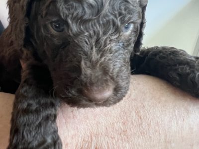 Labradoodles from 11/11/2022