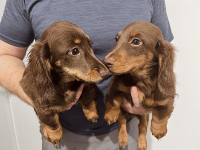 Longhaired Female chocolate miniature Dachshunds
