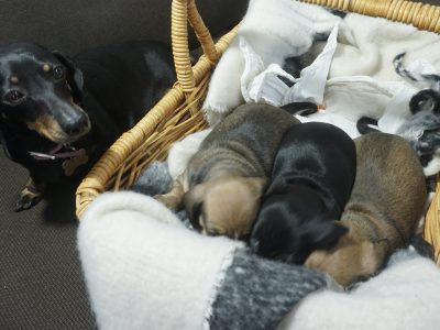 3 miniature dachshund puppies