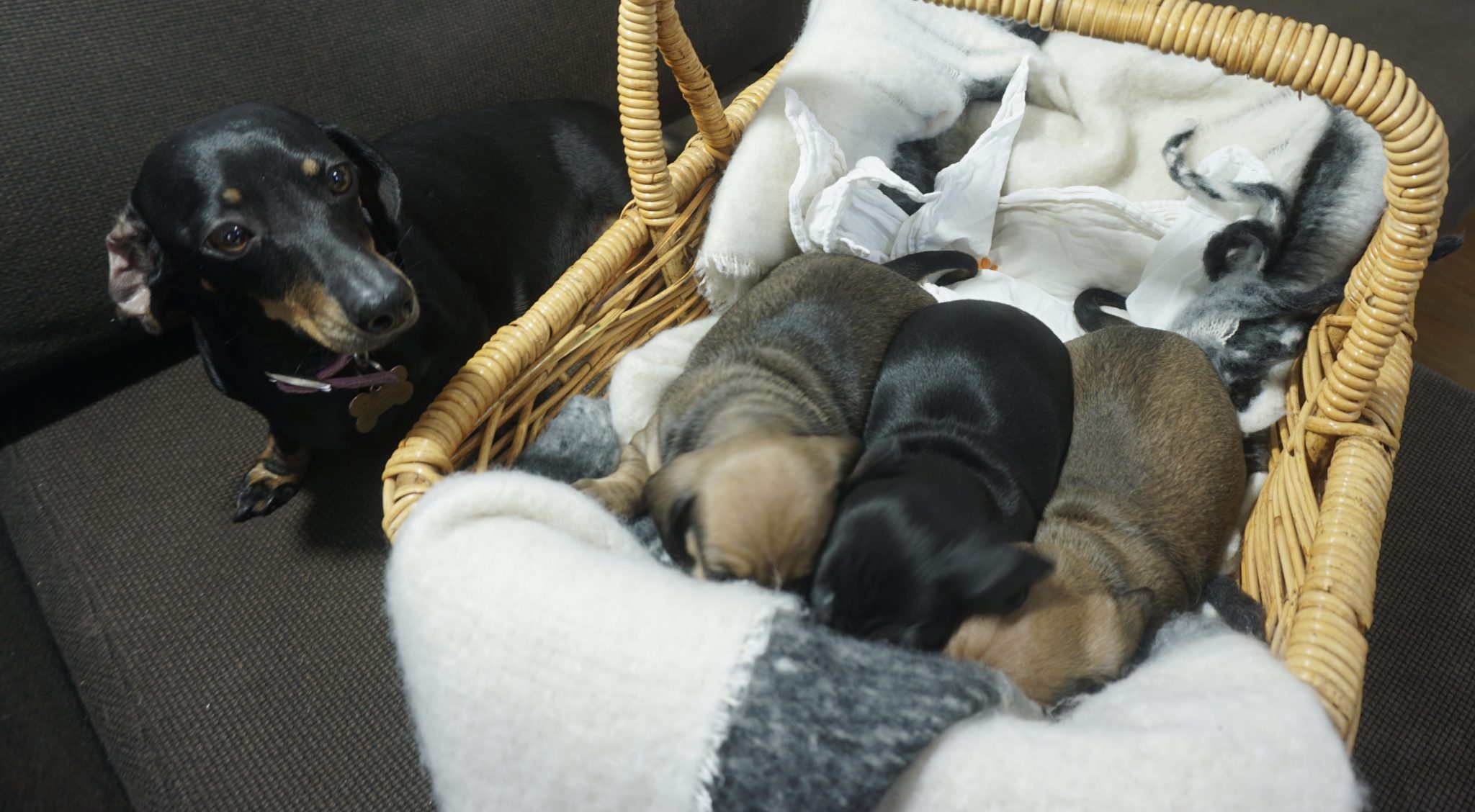 3 miniature dachshund puppies