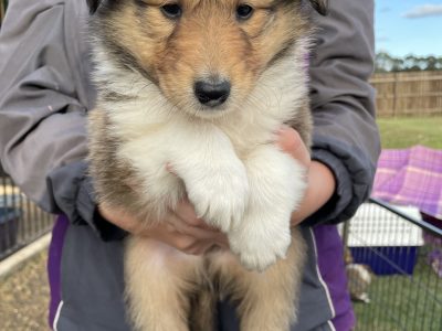 Collie Rough Puppies