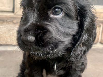 English Cocker Spaniel Pups