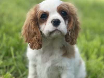 Purebred King Charles Cavalier
