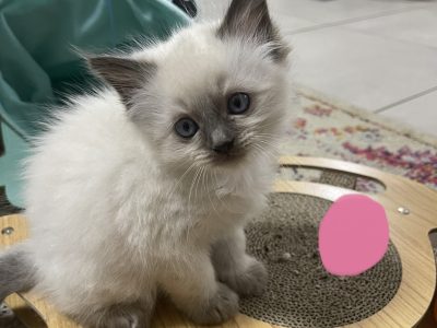 Ragdoll kittens – ready to go 22nd November