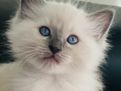 Quality pedigree Ragdoll Kittens for sale