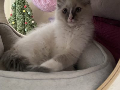 Ragdoll Kitten With Mittens…