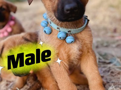 German shepherd Puppies – Pure bred