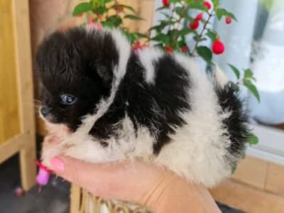 Pomeranian Bear Face Teacup Purebred Puppies