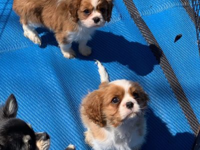 Cavalier Puppies