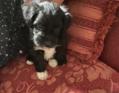 Beautiful Schnauzer/Maltese Puppies