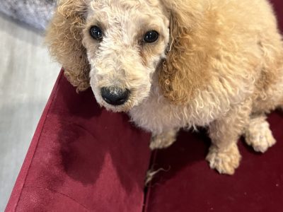 Parkview Pawfect Minature Poodle Puppies