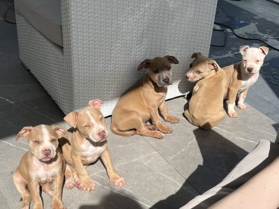 Pure bred American staffy