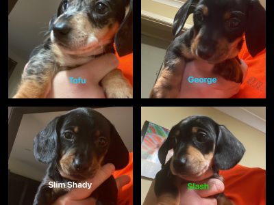 MALE DACHSHUND PUPPIES
