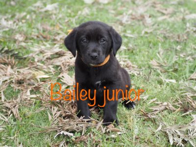 Adorable Labrador cross Puppies