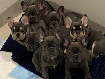 French Bulldog Puppies Pedigree MDBA registered