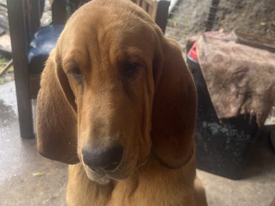 Purebred bloodhound
