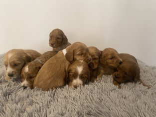 Spoodle F1 puppies