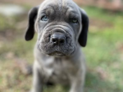 Neo Mastiff cross Dogue De Bordeaux puppies