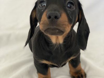 Dachshund puppies – bred by veterinarian