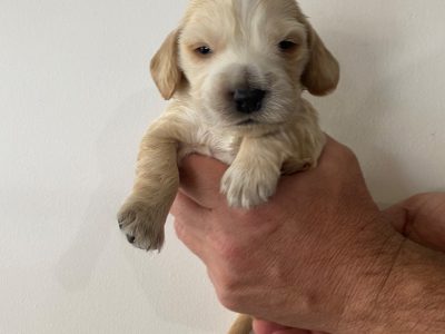 Pure bred English Cocker Spaniel Puppies