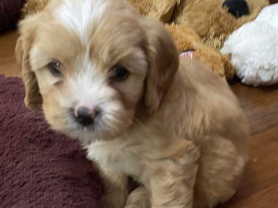 Cavoodle Pups for Sale – Redcliffe Queensland