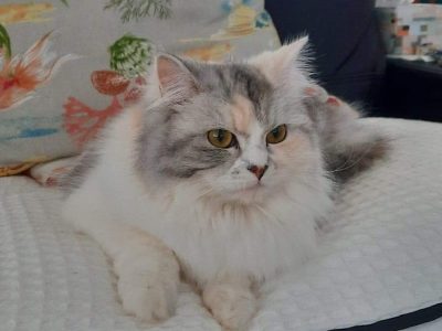 Female Ragdoll x Chinchilla