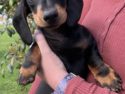 Miniature Dachshund Puppies