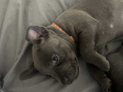 English Staffordshire pups