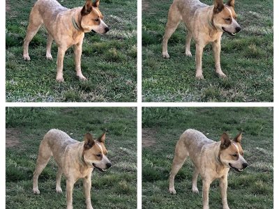 Red & Blue Cattle dog Pups for sale