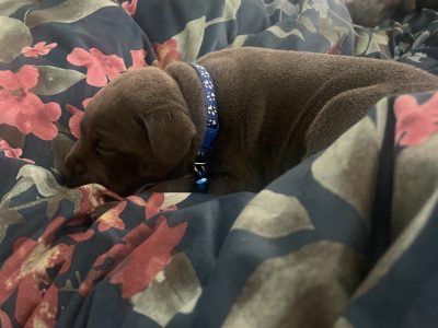 English Staffordshire pups