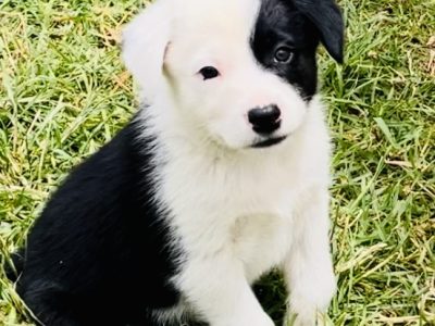 Border Collie x Kelpie Pups – Short to medium coat