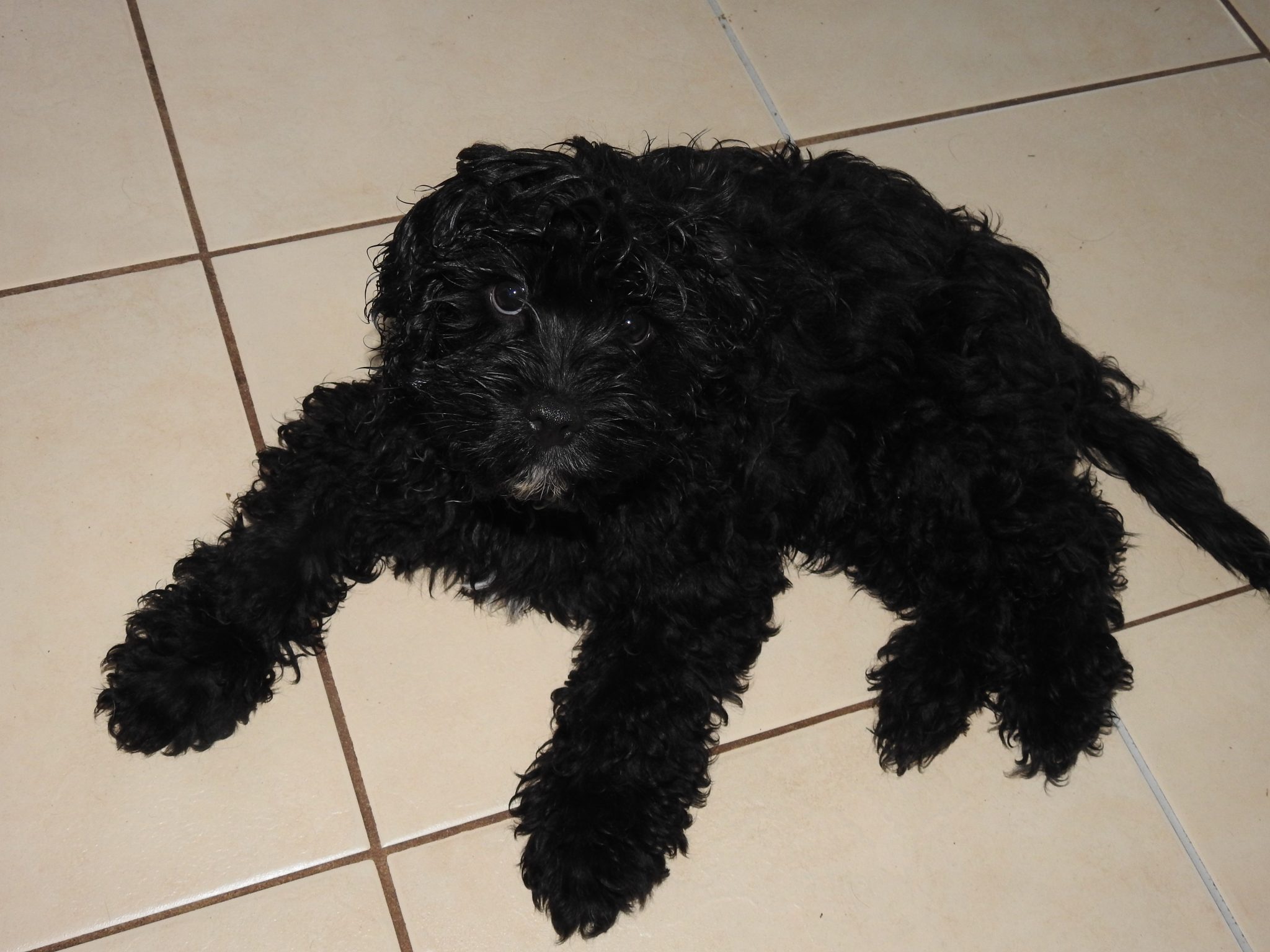 Two x F1 Cavoodle Puppies. Maryborough Qld