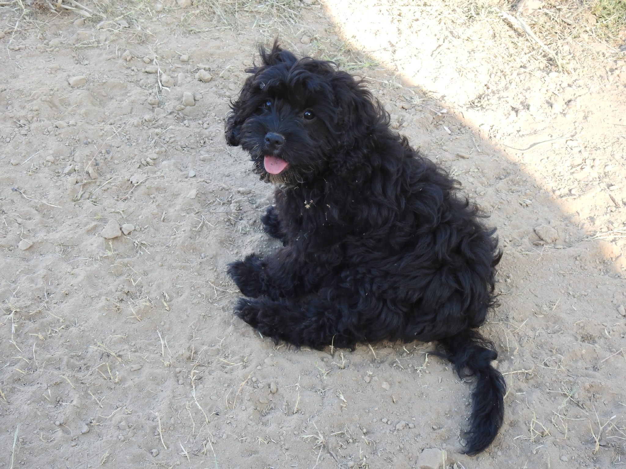 Two x F1 Cavoodle Puppies. Maryborough Qld