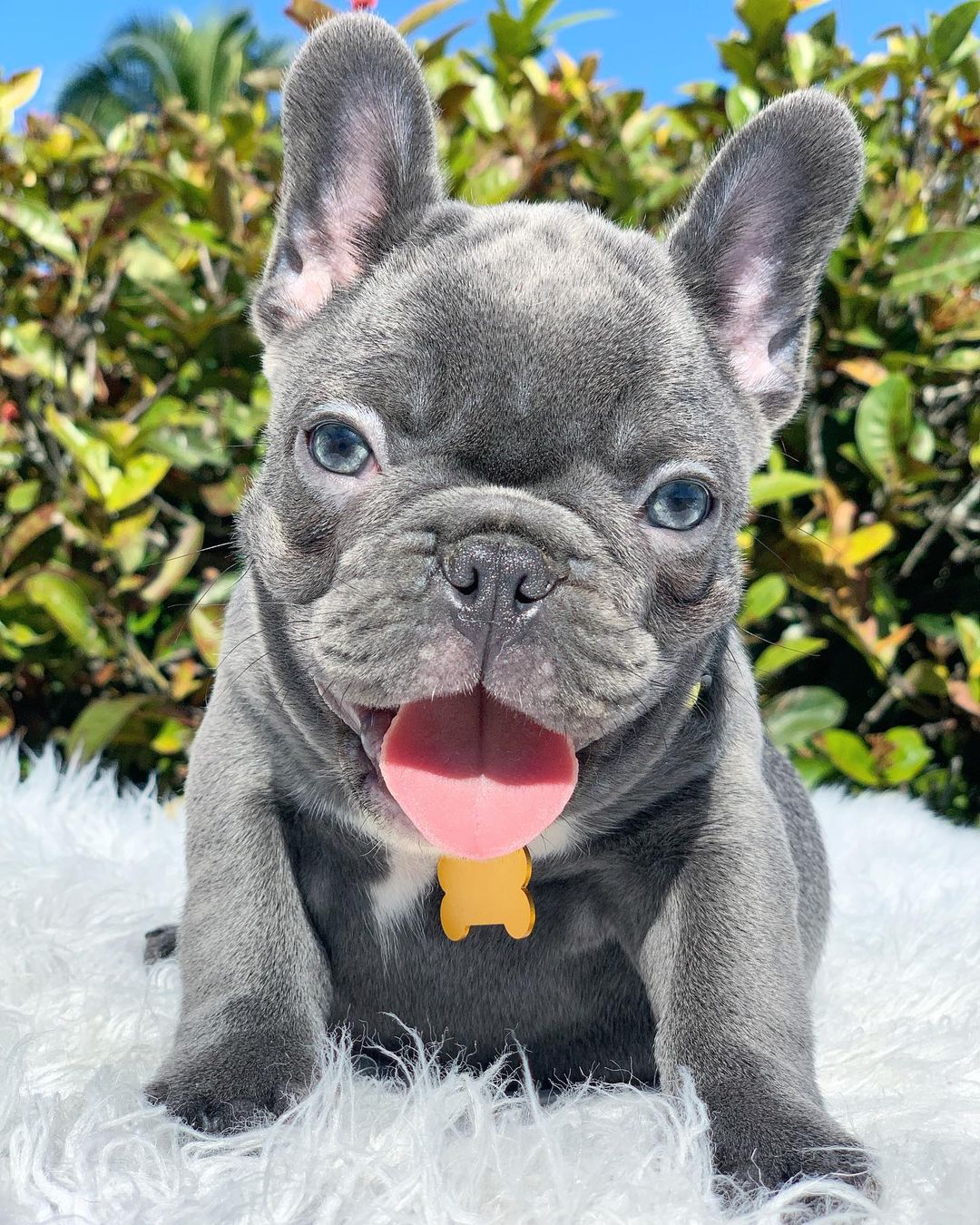****Top Quality frenchies Available ****