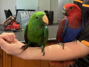 Hand r­aised ­Eclect­us Par­rots