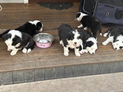 Pure Bred Border Collie Puppies
