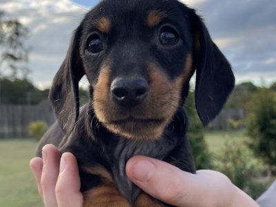Dachshund Girl