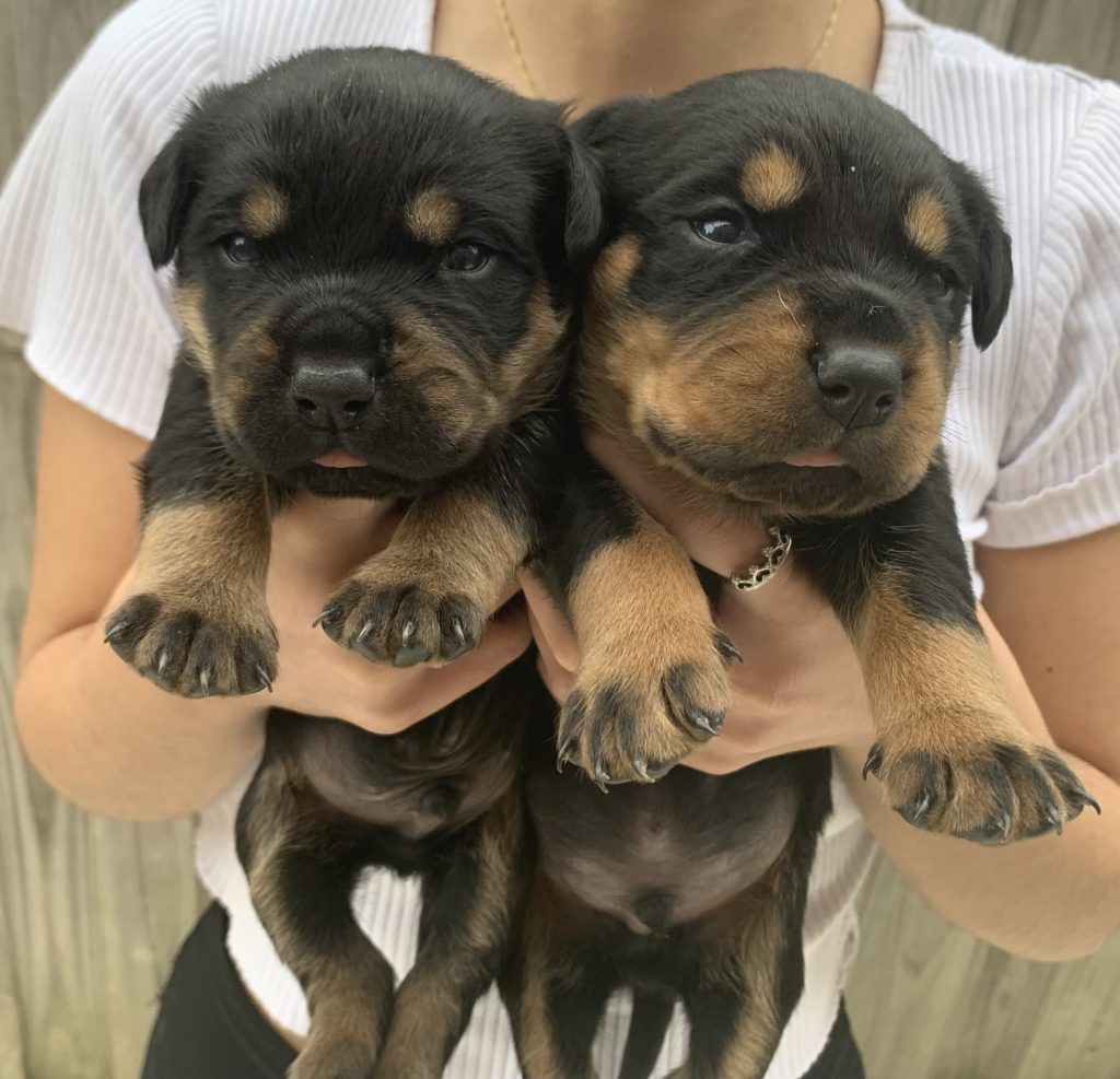 Rottweiler - Officer - PetsForHomes