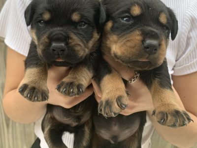 Purebred Rottweiler Puppies